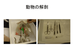動物の解剖