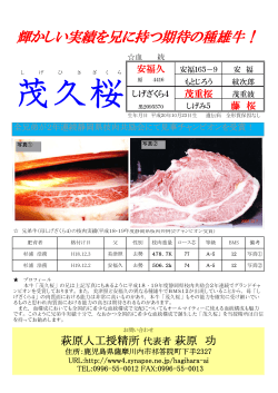 茂久桜パンフレット（PDFファイル） - Synapse