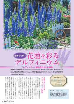 花壇を彩る デルフィニウム