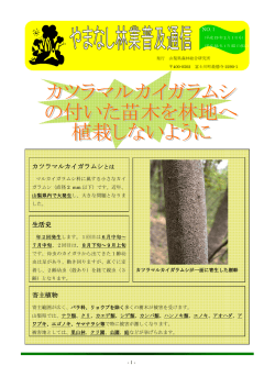 （カツラマルカイガラムシの付いた苗木を林地へ植栽しないように  - 山梨県