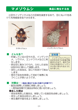 マメ~ノウムシ 食品に発生する虫
