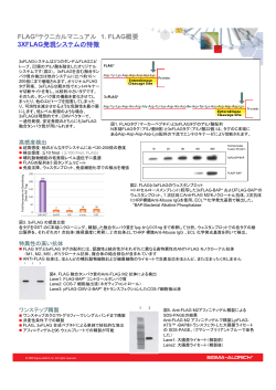 3xFLAG発現システムの特徴 - Sigma-Aldrich