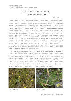 Utricularia exoleta R.Br. - 姫路市まちづくり振興機構