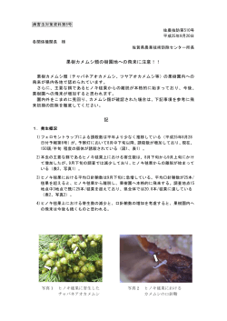 果樹カメムシ類の樹園地への飛来に注意！！ 記 - 佐賀県