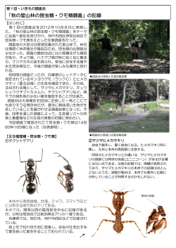 「秋の里山林の昆虫類・クモ類調査」の記録 - nifty