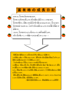 富有柿の成長日記 - 和歌山県