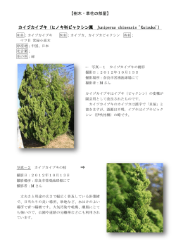 カイヅカイブキ（ヒノキ科ビャクシン属 Juniperus chinensis Kaizuka）