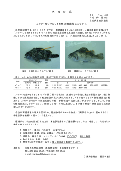 ムラソイ及びクロソイ稚魚の標識放流について - 茨城県