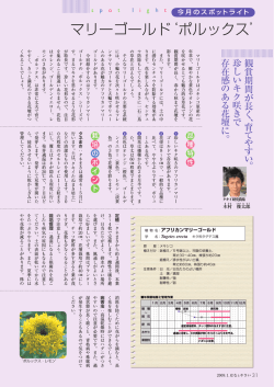 マリーゴールドポルックス