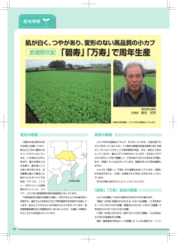 武蔵野交配「碧寿」「万寿」で周年生産 - 武蔵野種苗園