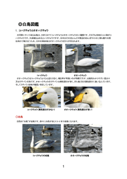 白鳥図鑑(PDFファイル・476KB) - 大河原町