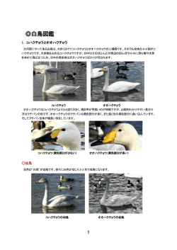白鳥図鑑(PDFファイル・476KB) - 大河原町