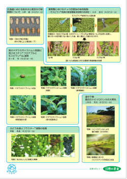 北海道における秋まき小麦赤かび病 葉菜類におけるチョウ目害虫の体系