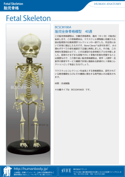 Fetal Skeleton - ヒューマンボディ