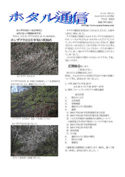 ホシザクラは3月中旬に咲始め - 小山のホタルと自然を守る会