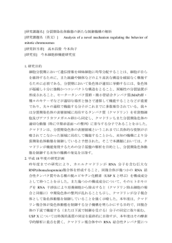 分裂期染色体動態の新たな制御機構の解析