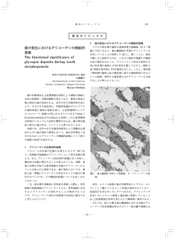 歯の発生におけるグリコーゲンの機能的 意義  - 新潟大学歯学部