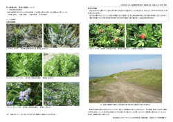 四つ郷屋地区 海岸の植物について - 協会トップページ