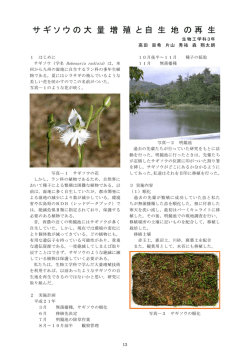 プロジェクト研究報告 サギソウの大量増殖と自生地の再生