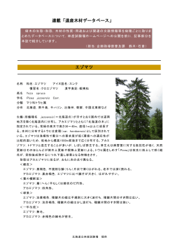 連載「道産木材データベース」 エゾマツ