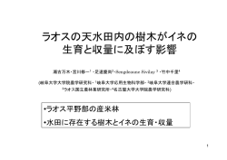 ラオスの天水田内の樹木がイネの 生育と収量に及ぼす影響 - 岐阜大学