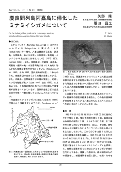 慶良間列島阿嘉島に帰化した ミナミイシガメについて - AMSL 阿嘉島