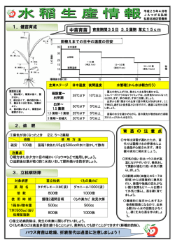 中苗育苗 - JAつがる弘前
