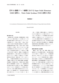 若年（6 週齢）ラット網膜における Super Oxide Dismutase （SOD）活性と