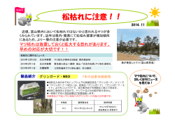 松枯れに注意！！