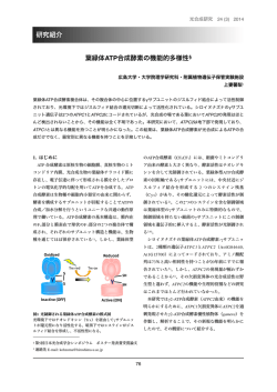 葉緑体ATP合成酵素の機能的多様性&sect; 研究紹介 - 日本光合成学会