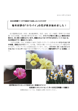 毎年好評の「ロウバイ」の花が咲き始めました！ - 京王電鉄