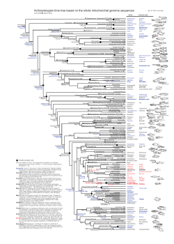 Actinopterygian time tree based on the whole mitochondrial genome
