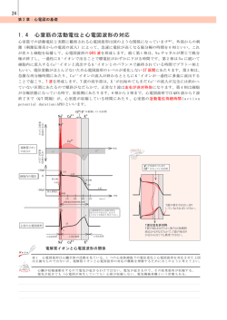 1.4 心室筋の活動電位と心電図波形の対応