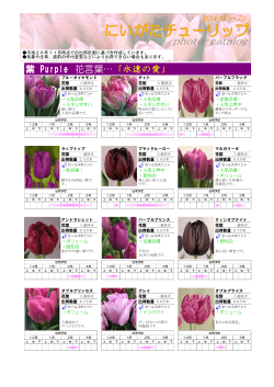 紫 Purple 花言葉… 「永遠の愛」