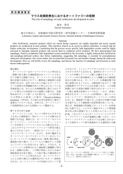 マウス初期胚発生におけるオートファジーの役割