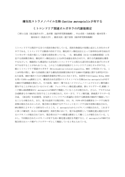 嫌気性ストラメノパイル生物 Cantina marsupialis が有する