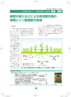 緑肥の導入などによる有用微生物の 増殖とリン酸施肥の削減