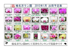 椎名洋ラン園 2015年1月 出荷予定表