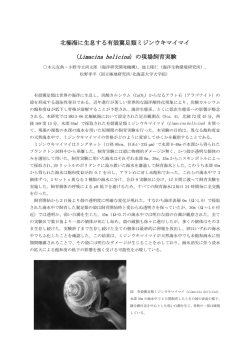 北極海に生息する有殻翼足類ミジンウキマイマイ （Limacina