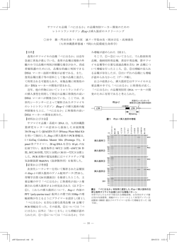 サツマイモ品種「べにはるか」