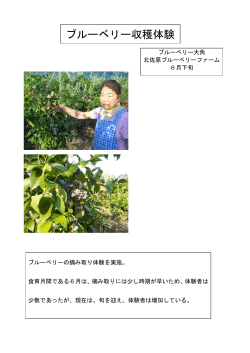 ブルーベリー収穫体験（香取市）（PDF：173KB）