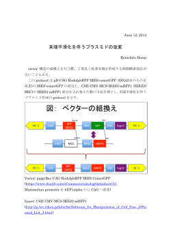 末端平滑化を伴うプラスミドの改変