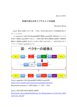 末端平滑化を伴うプラスミドの改変