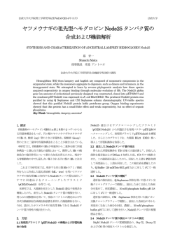 ヤツメウナギの祖先型ヘモグロビン Node25 タンパク質の 合成および
