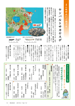 ヤンバルトサカヤスデ