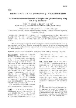 琵琶湖のピコプランクトン Synechococcus sp. の 3 次元