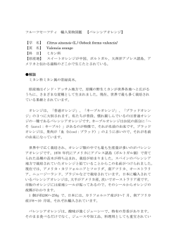フルーツセーフティ 輸入果物図鑑 【バレンシアオレンジ】 【学 名】 Citrus