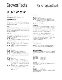 ユーフォルビア グリッツ