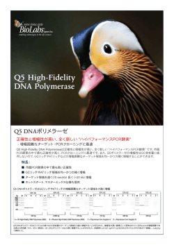 Q5 High-Fidelity DNA Polymerase