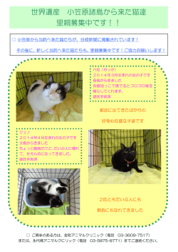 世界遺産 小笠原諸島から来た猫達 里親募集中です！！